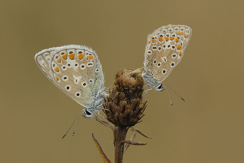 Common Blue Butterflies